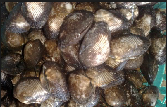 nguồn cung hải sản - hải sản tươi sống giá rẻ cho nhà hàng quán nhậu tp.hcm - 3